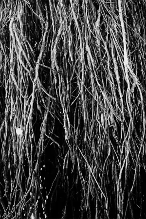 Hassle-Free Returns ERALDO BERNOCCHI, IGGOR CAVALERA, & MERZBOW - Nocturnal Rainforest - L